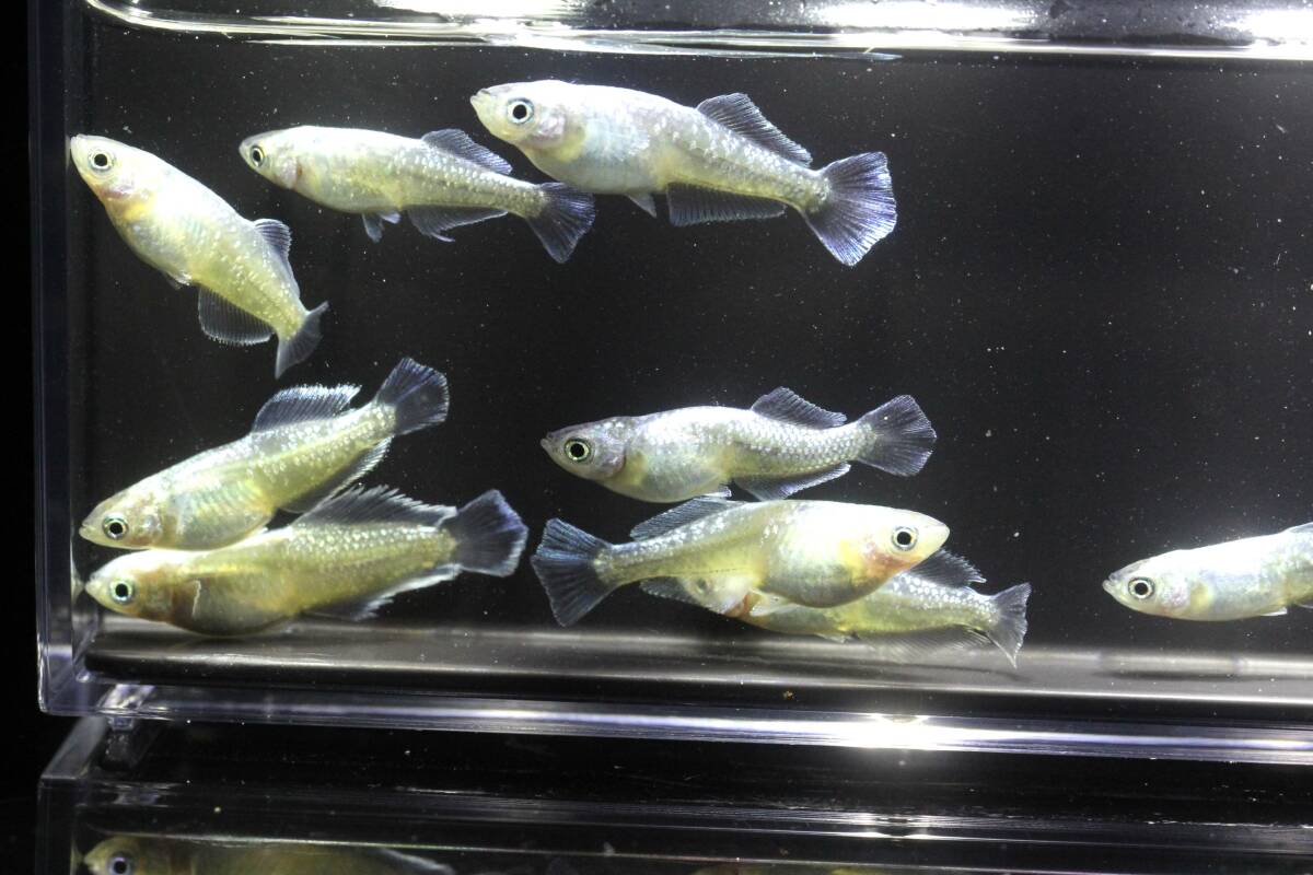 現物☆スペードシルバー　5ペア　上物　産卵中！！米めだか◆_画像3