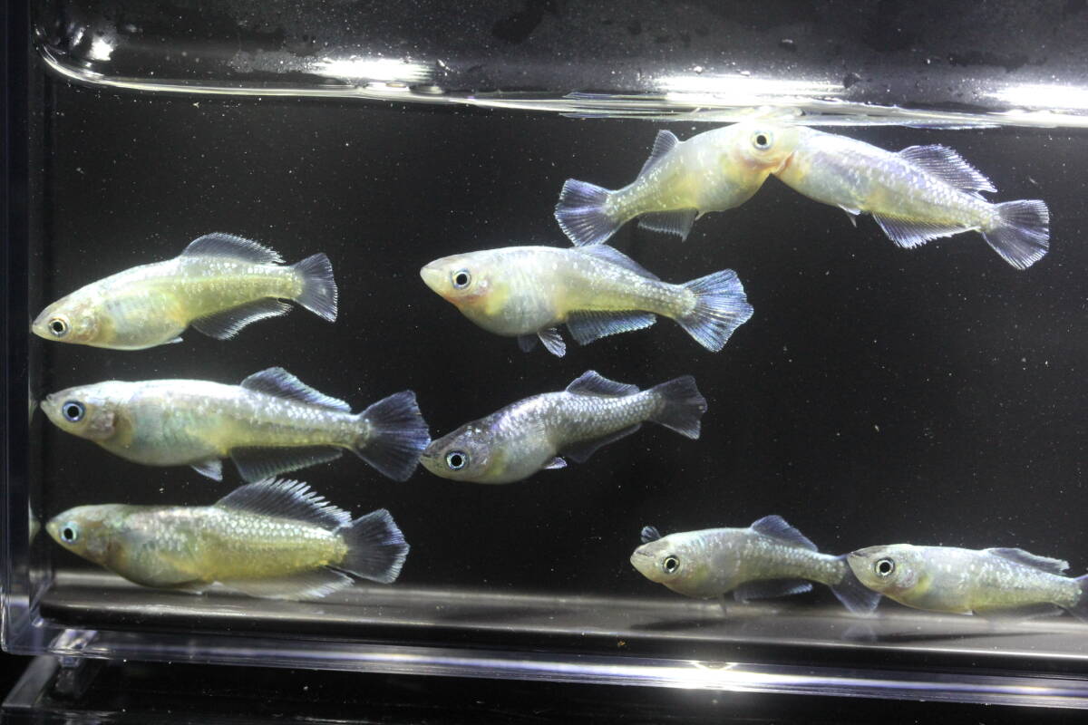 現物☆スペードシルバー　5ペア　上物　産卵中！！米めだか◆_画像4