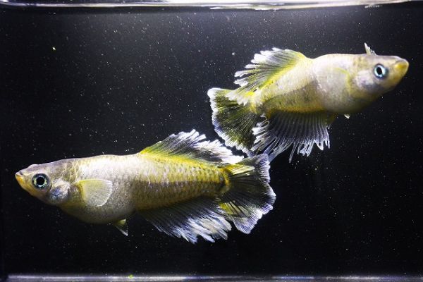 「フロマージュ　光体型」卵１５個＋α　垂水様直系　☆超極上☆　　◆米めだか◆_画像1