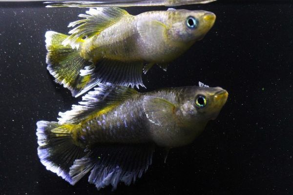 「フロマージュ　光体型」卵１５個＋α　垂水様直系　☆超極上☆　　◆米めだか◆_画像2