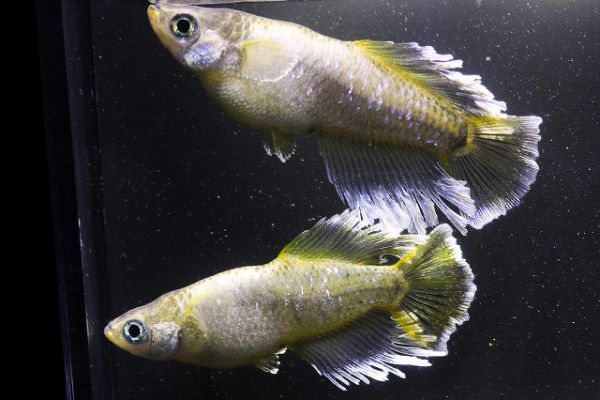 「フロマージュ　光体型」卵１５個＋α　垂水様直系　☆超極上☆　　◆米めだか◆_画像3