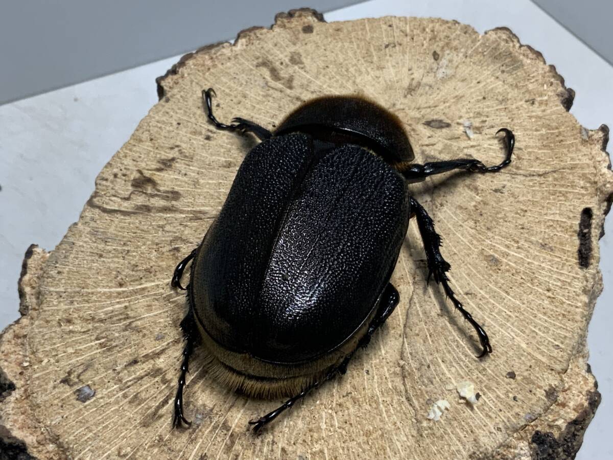 DH Hercules пара 