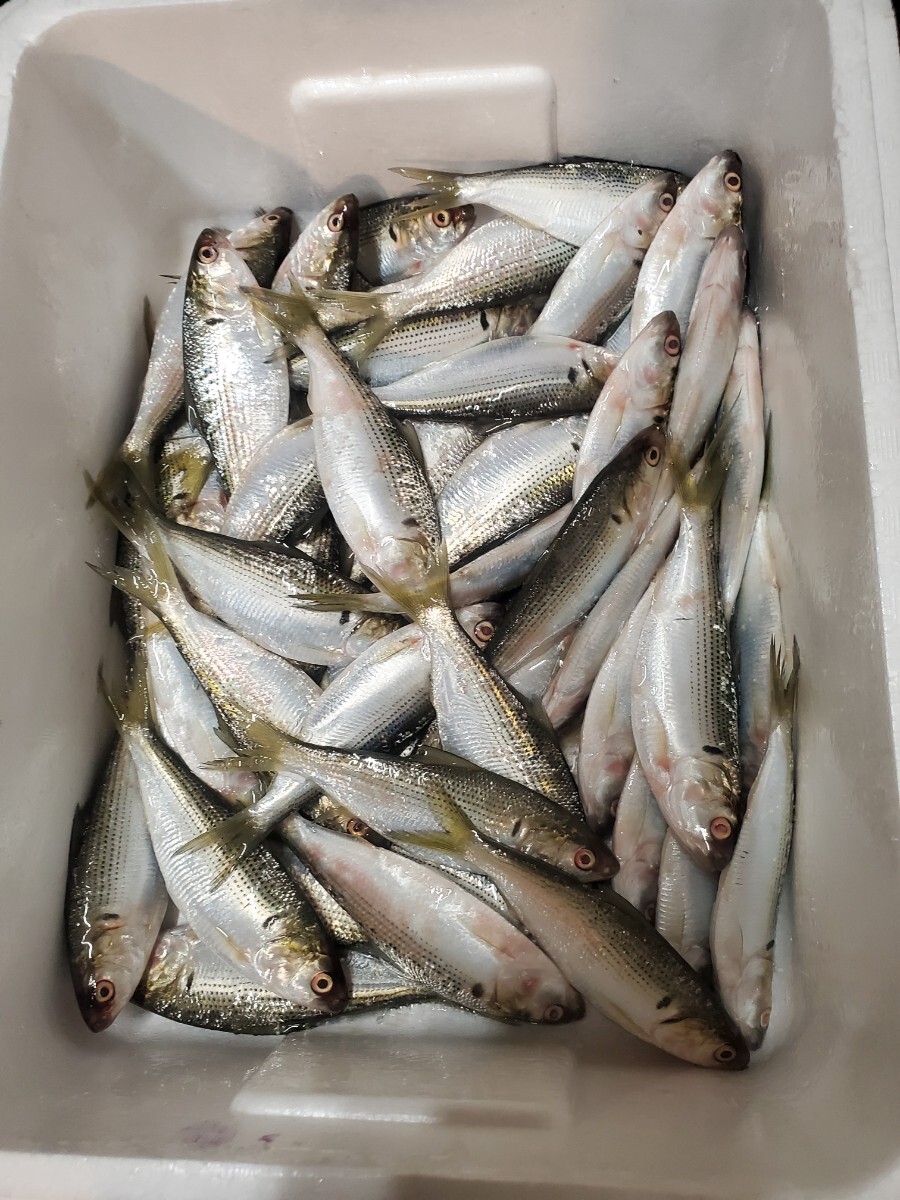 こはだ１箱2.5キロ前後_画像1