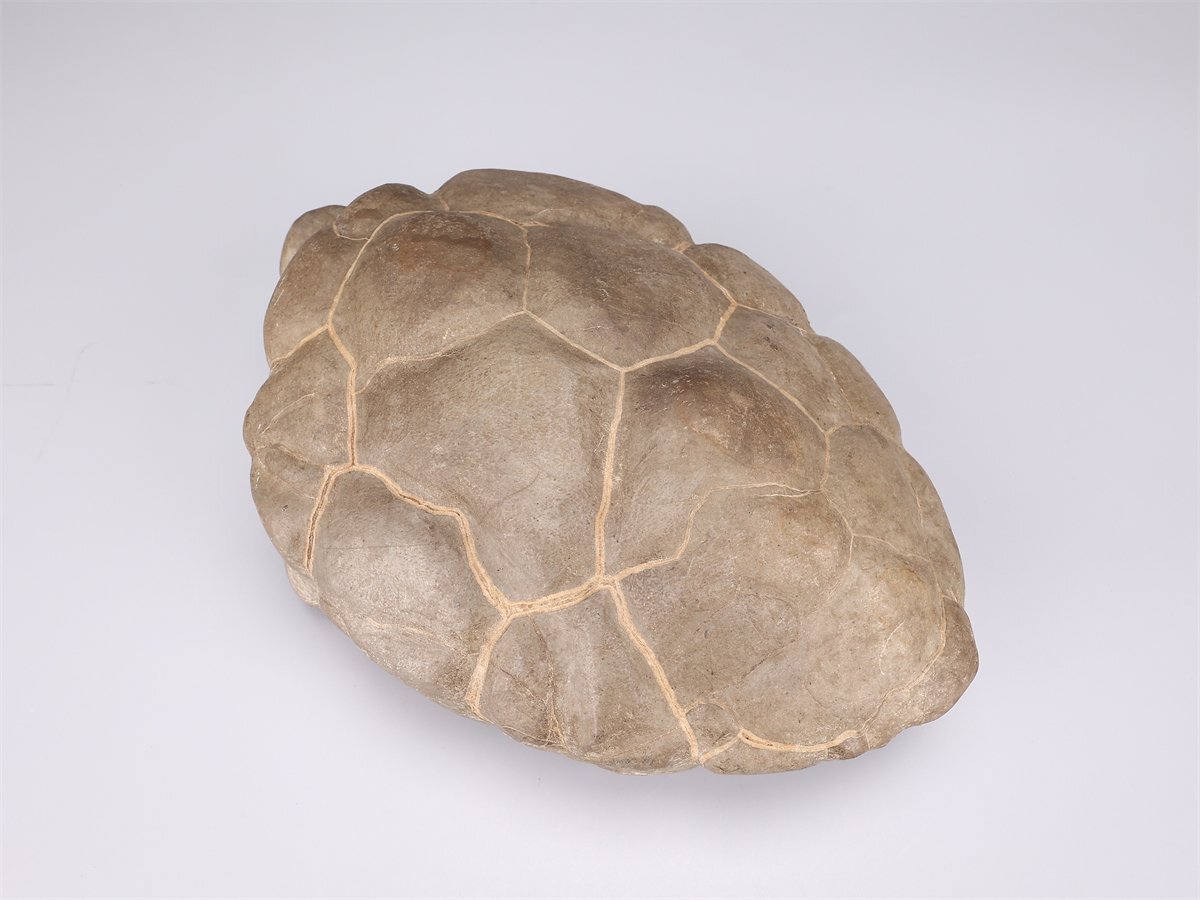 [.]IA851 бонсай Япония камень суйсеки натуральный камень черепаха форма украшение -слойный 5291g| прекрасный товар Ig!