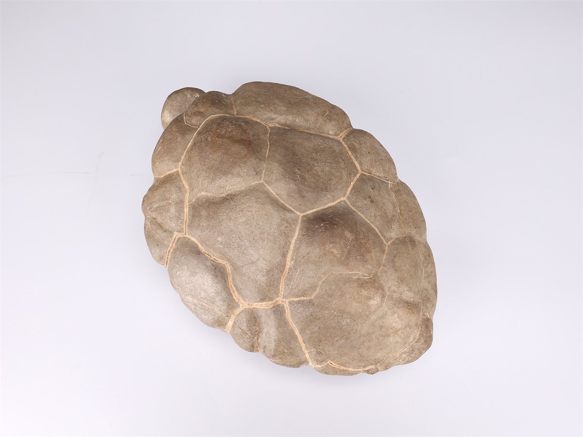 [.]IA851 бонсай Япония камень суйсеки натуральный камень черепаха форма украшение -слойный 5291g| прекрасный товар Ig!