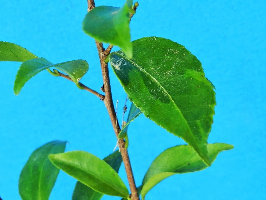 斑入(淡緑～黄緑覆輪～覆輪崩れ) サザンカ [錦葉.衣通姫(ソトオリヒメ)] ・珍品・花木・山野草の画像4