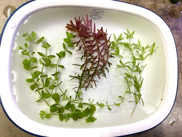 ☆送料無料！ 無農薬 水草３種セットD ロタラ・ラージパールグラス・パールグラス_画像1