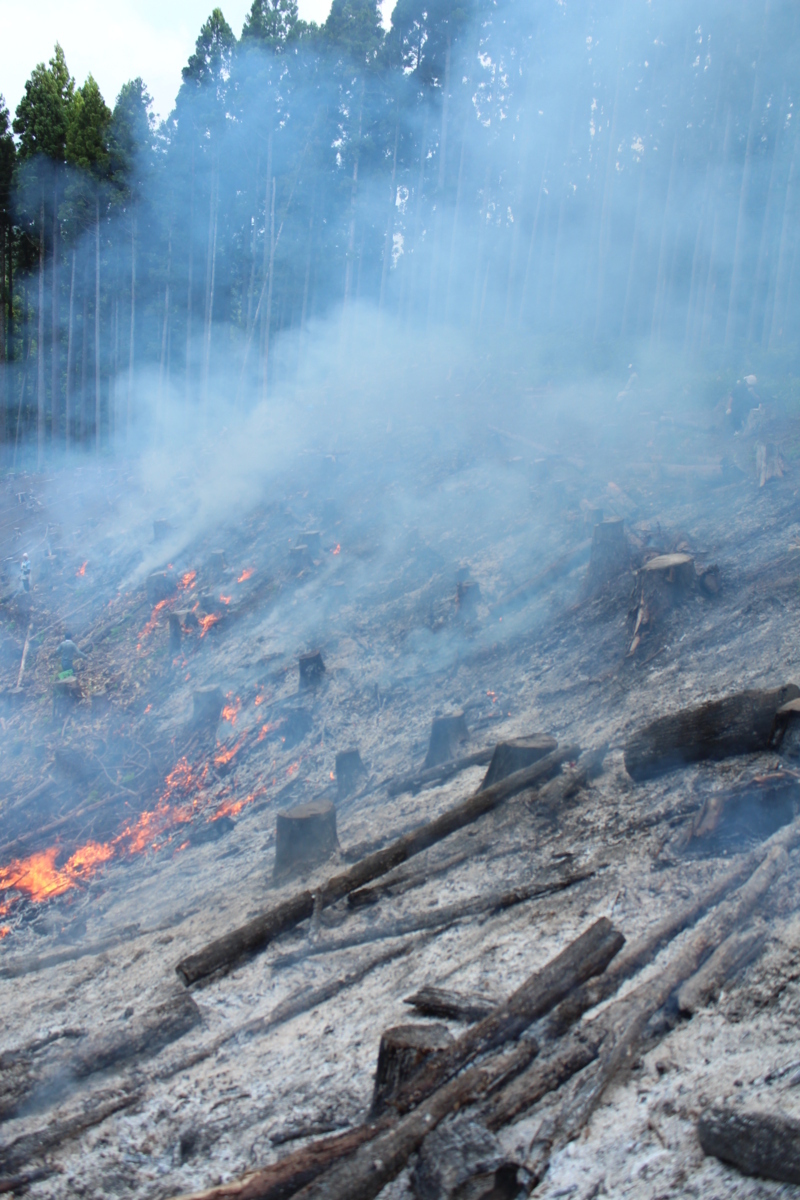 予約■山形県鶴岡産 新物 焼畑あつみかぶ甘酢漬1袋350g _画像7