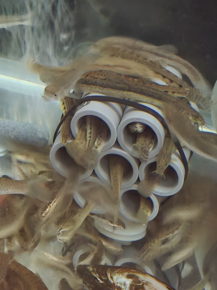  специальная цена ①simadojou вьюн 10 шт комплект ~8cm ранг 60 размер отправка биотоп me Dakar разведение низ предмет 