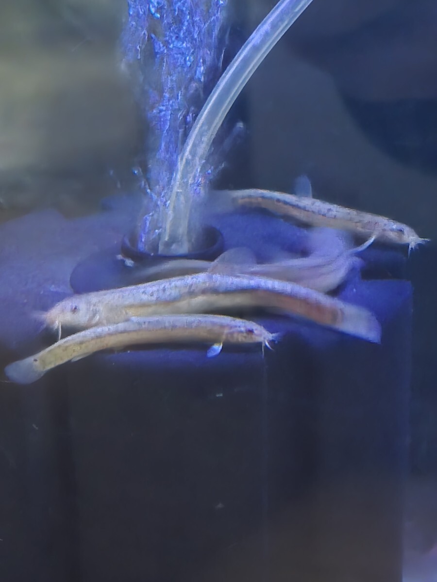  специальная цена ①simadojou вьюн 10 шт комплект ~8cm ранг 60 размер отправка биотоп me Dakar разведение низ предмет 