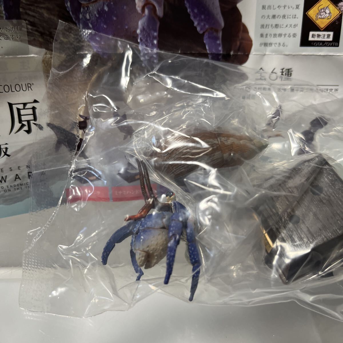 ネイチャーテクニカラー 小笠原特装版 ムラサキオカヤドカリ_画像2