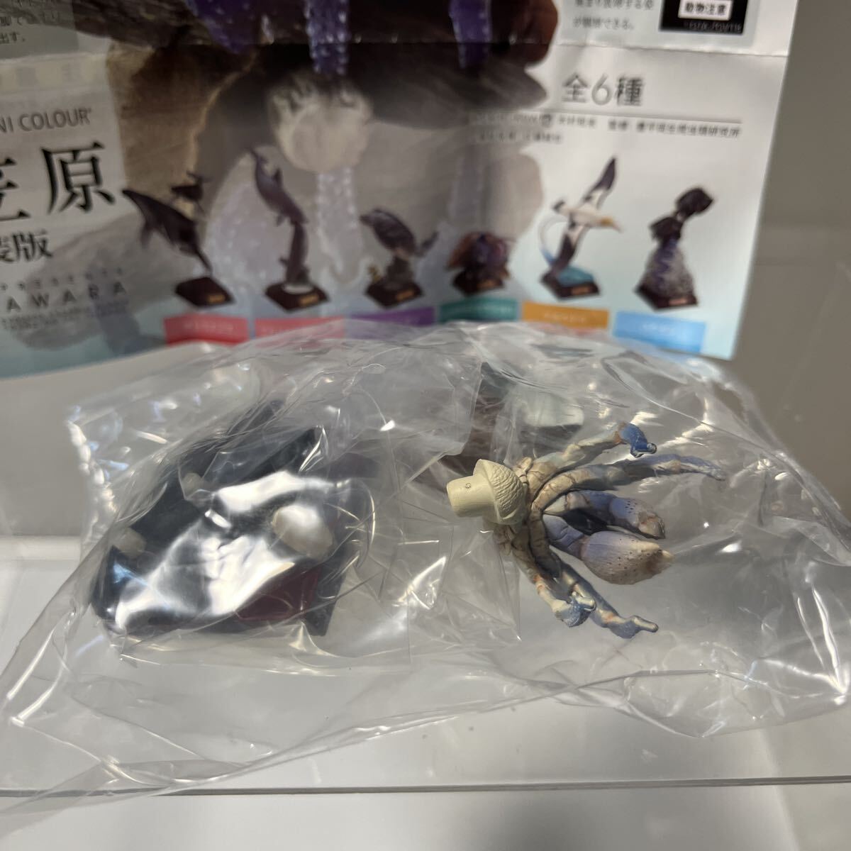 ネイチャーテクニカラー 小笠原特装版 ムラサキオカヤドカリ_画像3