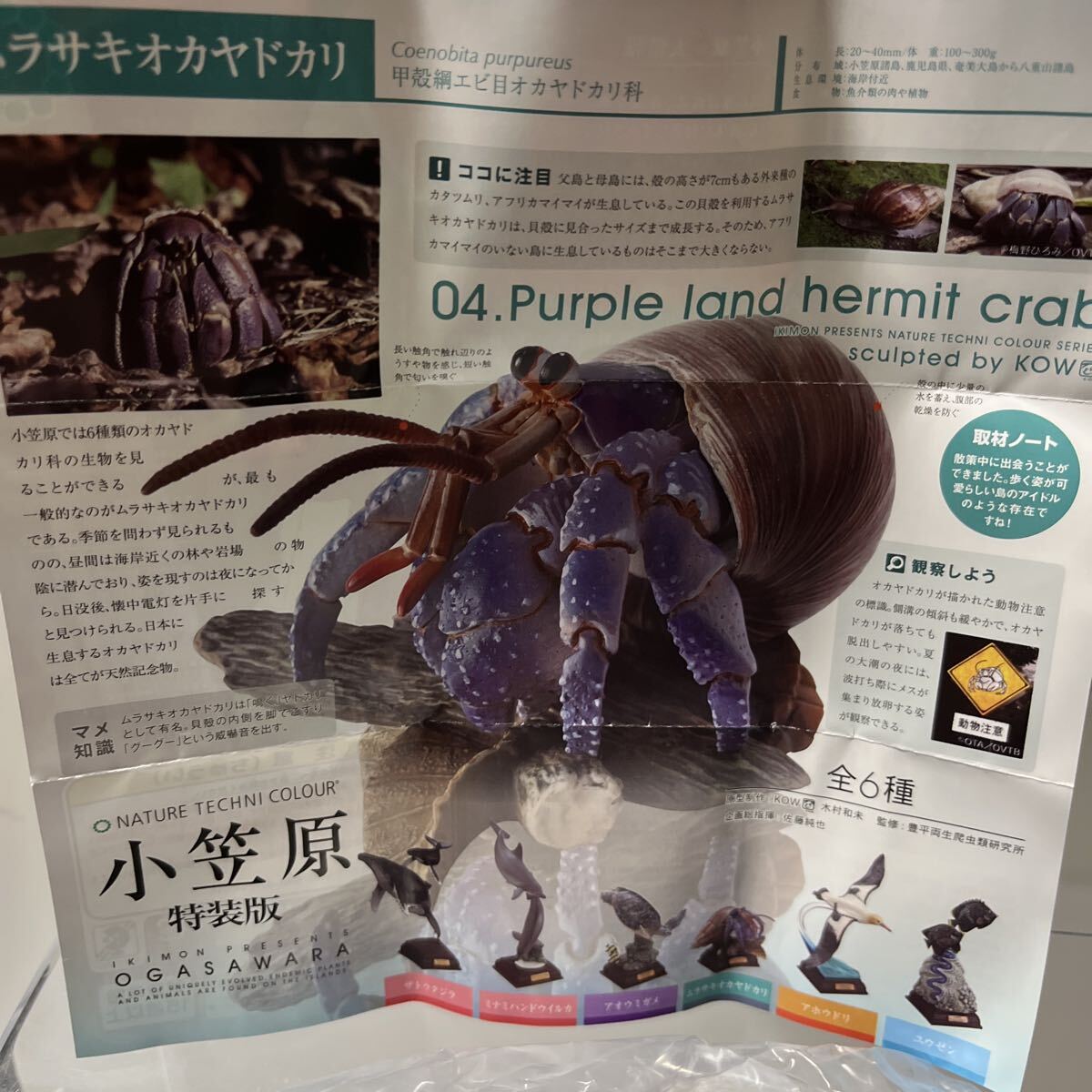 ネイチャーテクニカラー 小笠原特装版 ムラサキオカヤドカリ_画像5
