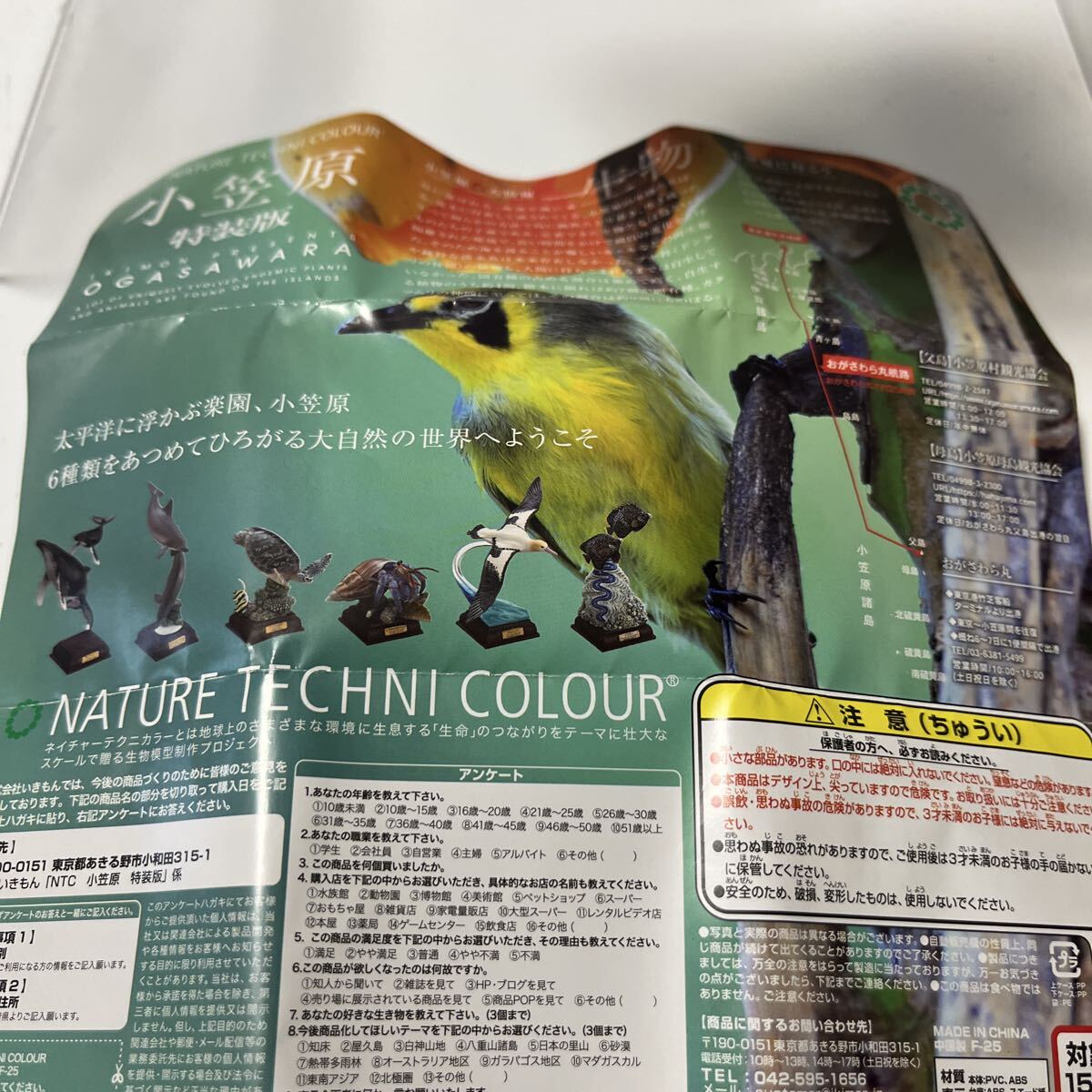 ネイチャーテクニカラー 小笠原特装版 ムラサキオカヤドカリ_画像6