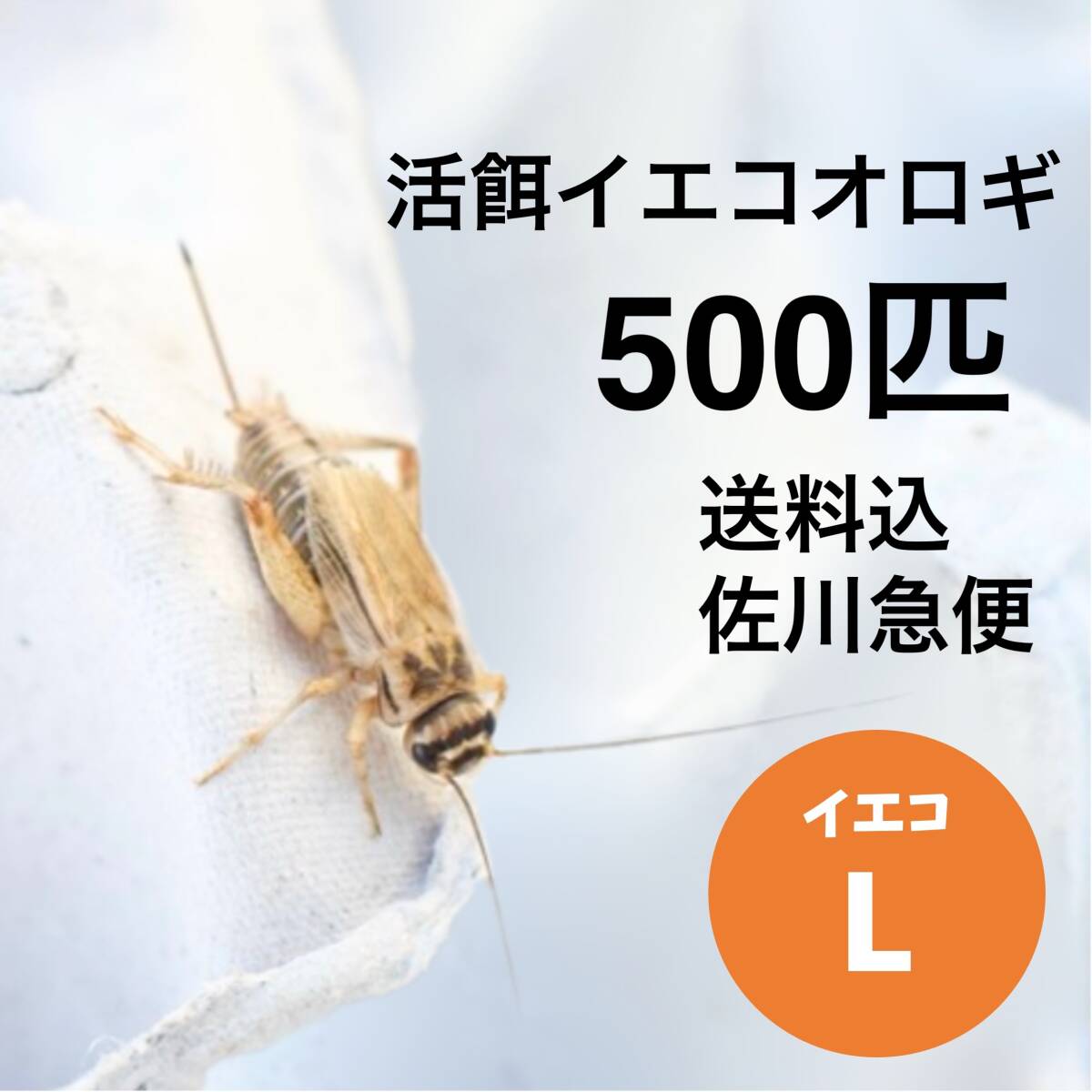 活餌イエコL 500匹　（活餌ヨーロッパイエコオロギ）【送料無料】_画像1