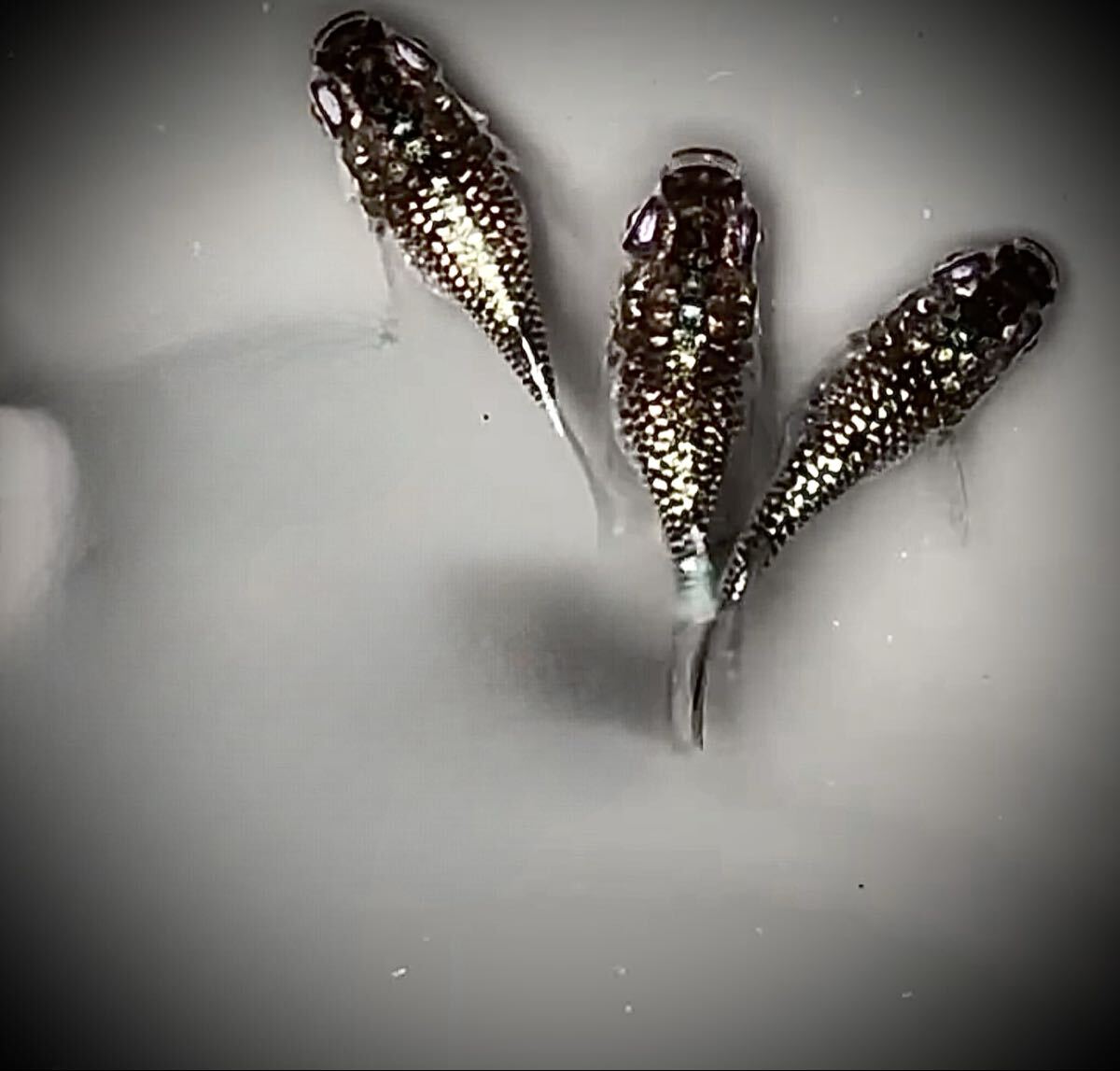 k громкий g радар iyadarumame Dakar иметь . яйцо 12 шт пикколо серебряный . деньги me Dakar darumame Dakar 