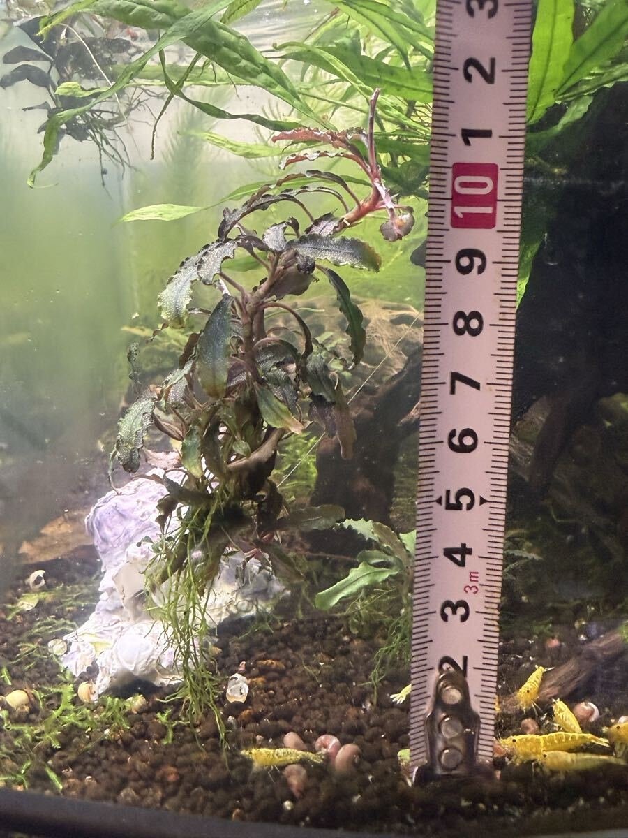 水中葉無農薬( ^ω^ )ブセファランドラクダカン_画像2