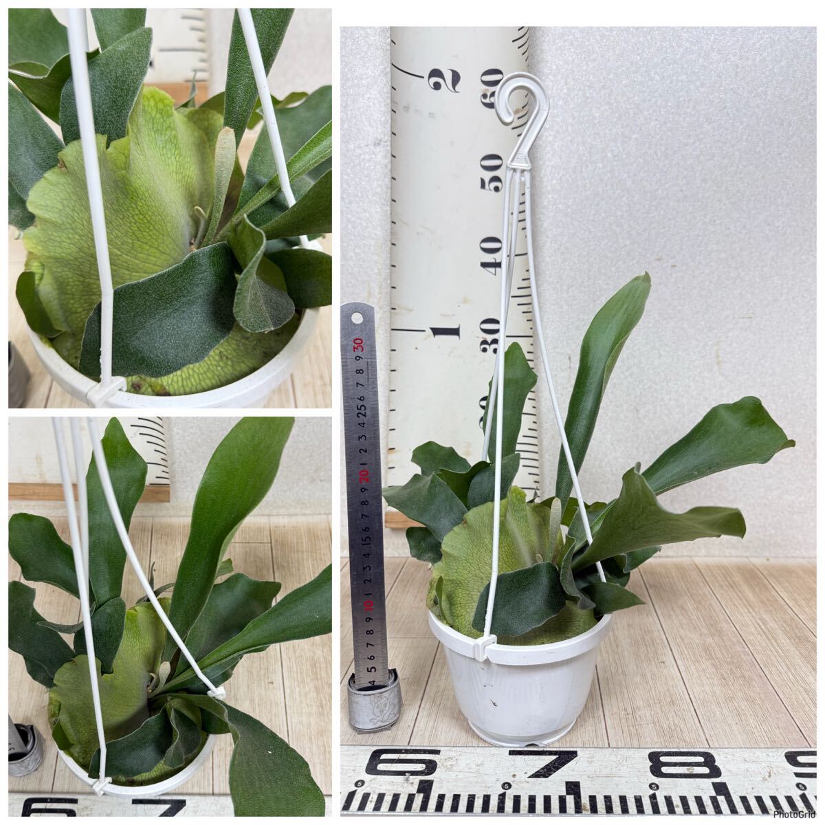 [ платицериум * папоротник олений рог bi полный katsum6 горшок комплект 5 номер реальная (настоящая) вещь бесплатная доставка Okinawa префектура, отдаленный остров рассылка не возможно ]