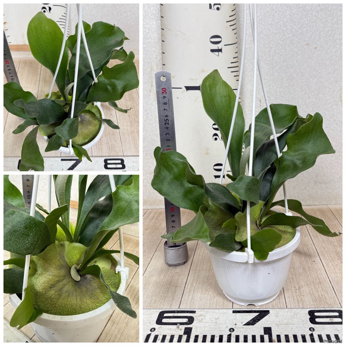 [ платицериум * папоротник олений рог bi полный katsum6 горшок комплект 5 номер реальная (настоящая) вещь бесплатная доставка Okinawa префектура, отдаленный остров рассылка не возможно ]