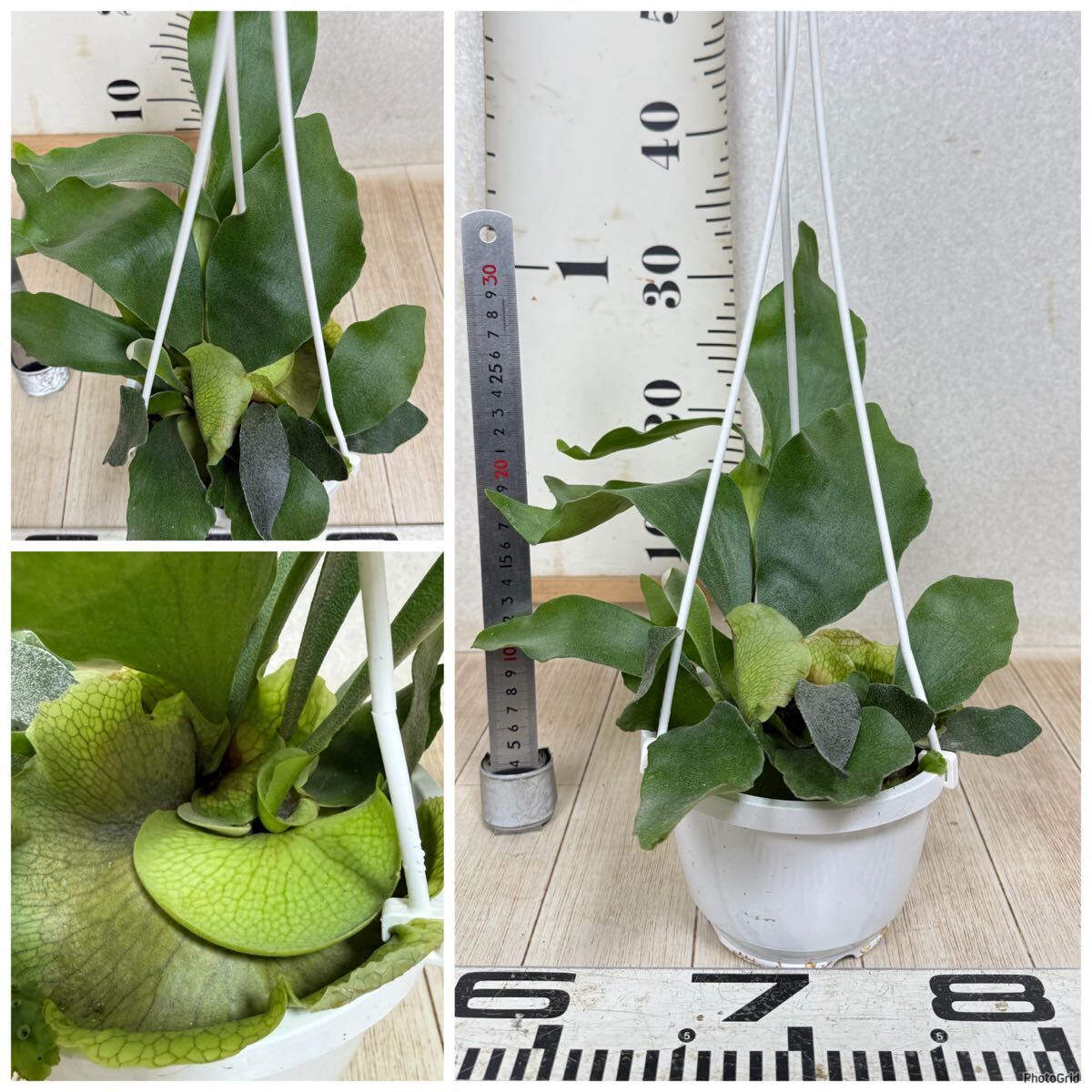 [ платицериум * папоротник олений рог bi полный katsum6 горшок комплект 5 номер реальная (настоящая) вещь бесплатная доставка Okinawa префектура, отдаленный остров рассылка не возможно ]