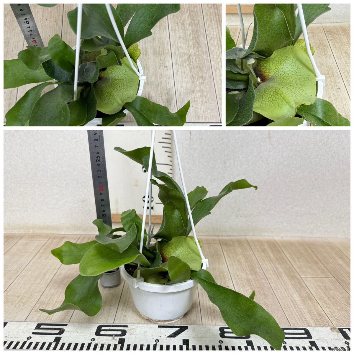 [ платицериум * папоротник олений рог bi полный katsum6 горшок комплект 5 номер реальная (настоящая) вещь бесплатная доставка Okinawa префектура, отдаленный остров рассылка не возможно ]