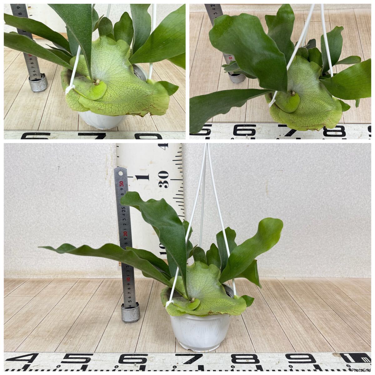 [ платицериум * папоротник олений рог bi полный katsum6 горшок комплект 5 номер реальная (настоящая) вещь бесплатная доставка Okinawa префектура, отдаленный остров рассылка не возможно ]