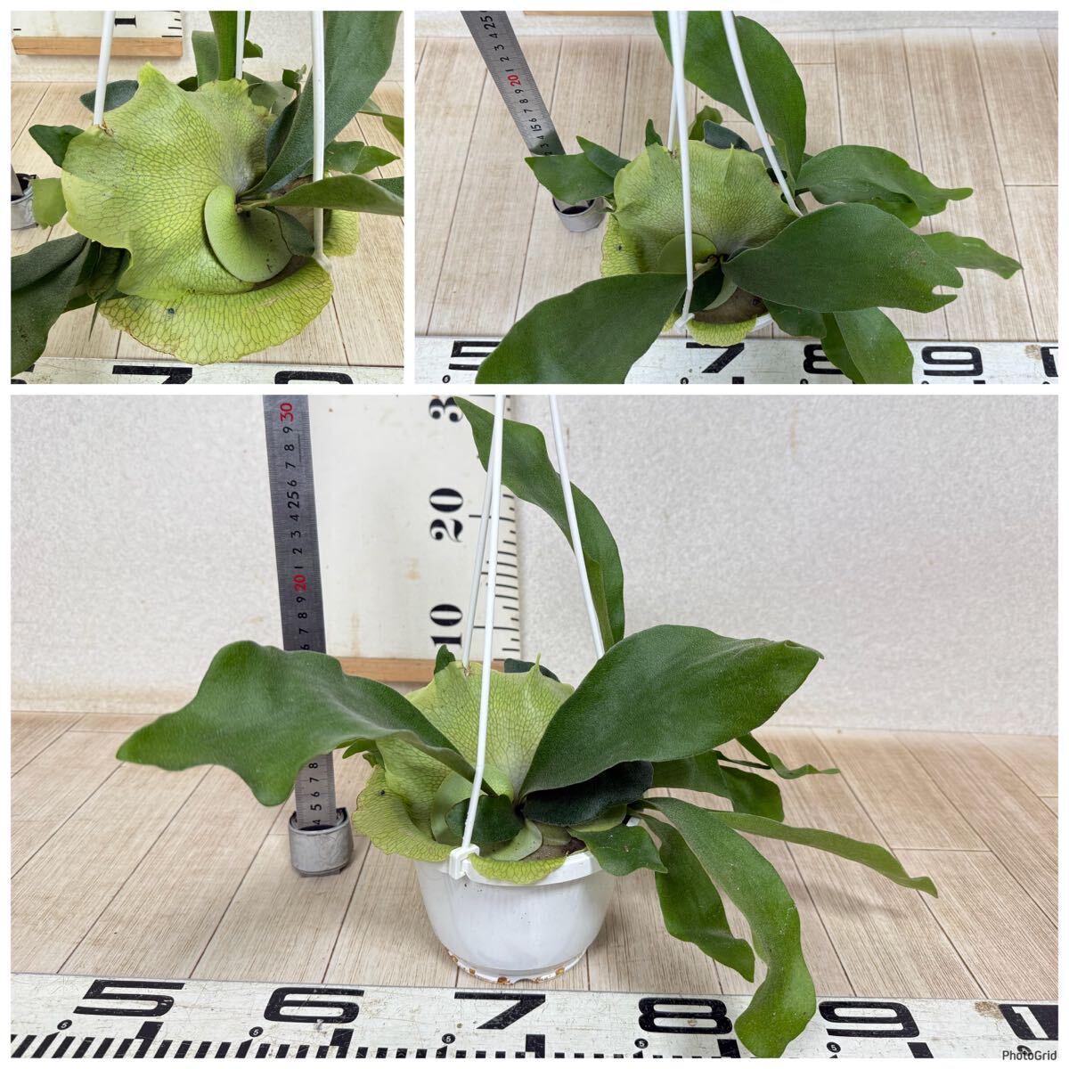 [ платицериум * папоротник олений рог bi полный katsum6 горшок комплект 5 номер реальная (настоящая) вещь бесплатная доставка Okinawa префектура, отдаленный остров рассылка не возможно ]