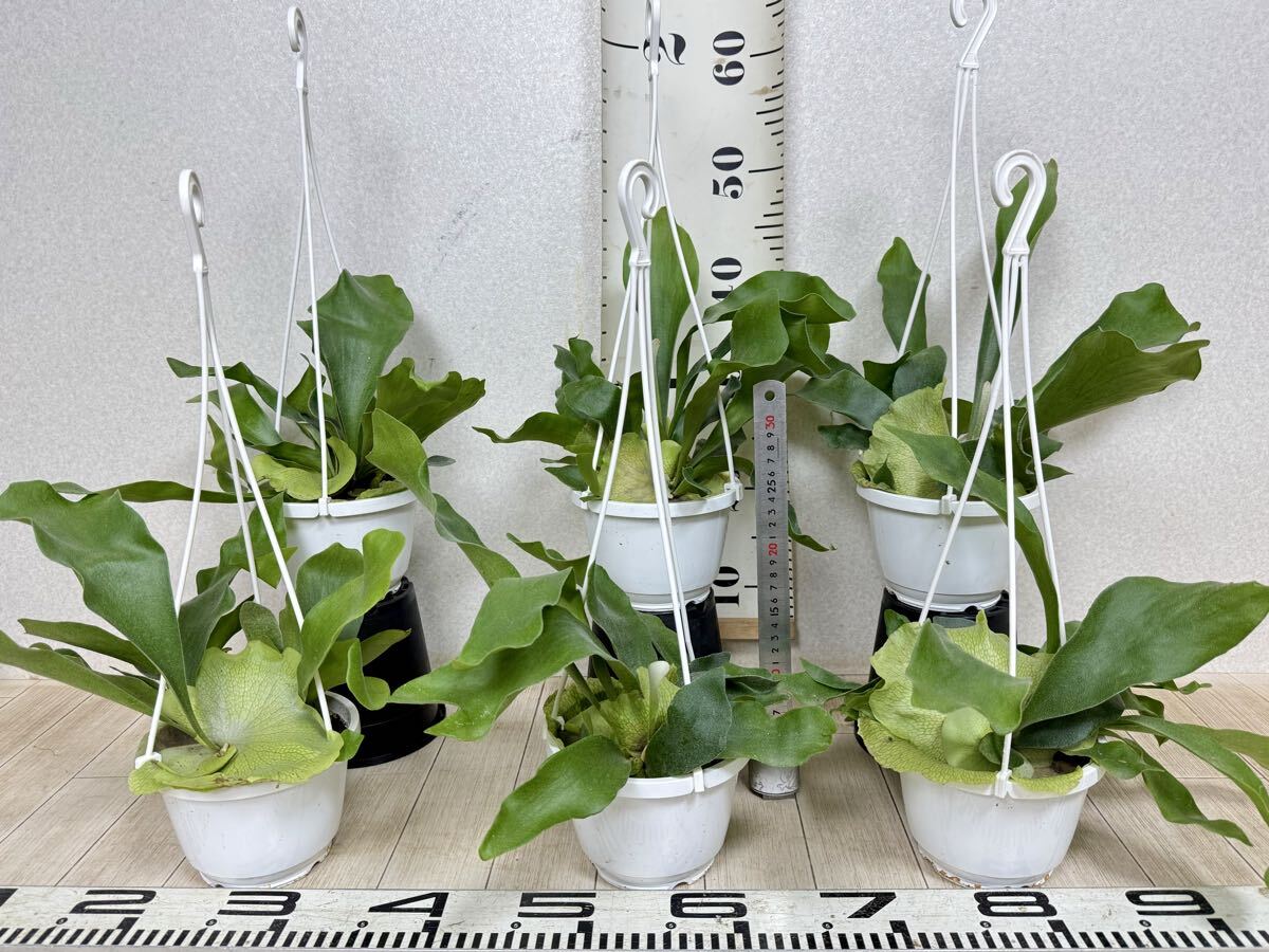 [ платицериум * папоротник олений рог bi полный katsum6 горшок комплект 5 номер реальная (настоящая) вещь бесплатная доставка Okinawa префектура, отдаленный остров рассылка не возможно ]