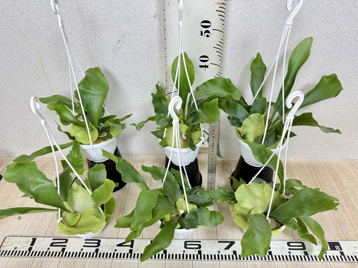 [ платицериум * папоротник олений рог bi полный katsum6 горшок комплект 5 номер реальная (настоящая) вещь бесплатная доставка Okinawa префектура, отдаленный остров рассылка не возможно ]