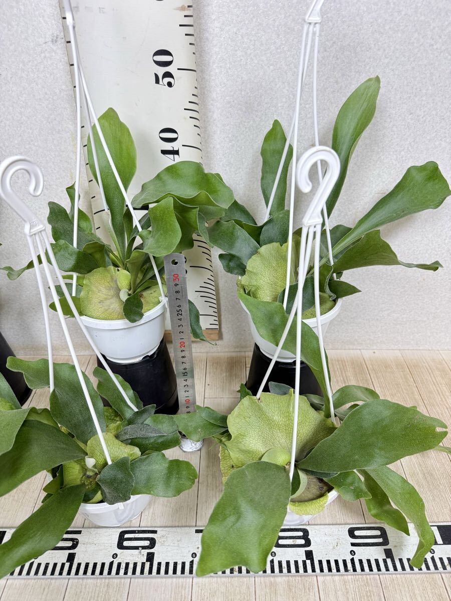 [ платицериум * папоротник олений рог bi полный katsum6 горшок комплект 5 номер реальная (настоящая) вещь бесплатная доставка Okinawa префектура, отдаленный остров рассылка не возможно ]