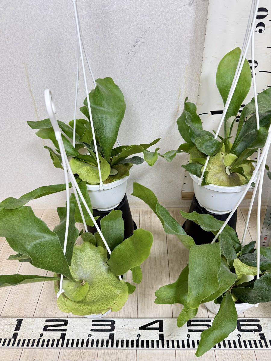 [ платицериум * папоротник олений рог bi полный katsum6 горшок комплект 5 номер реальная (настоящая) вещь бесплатная доставка Okinawa префектура, отдаленный остров рассылка не возможно ]