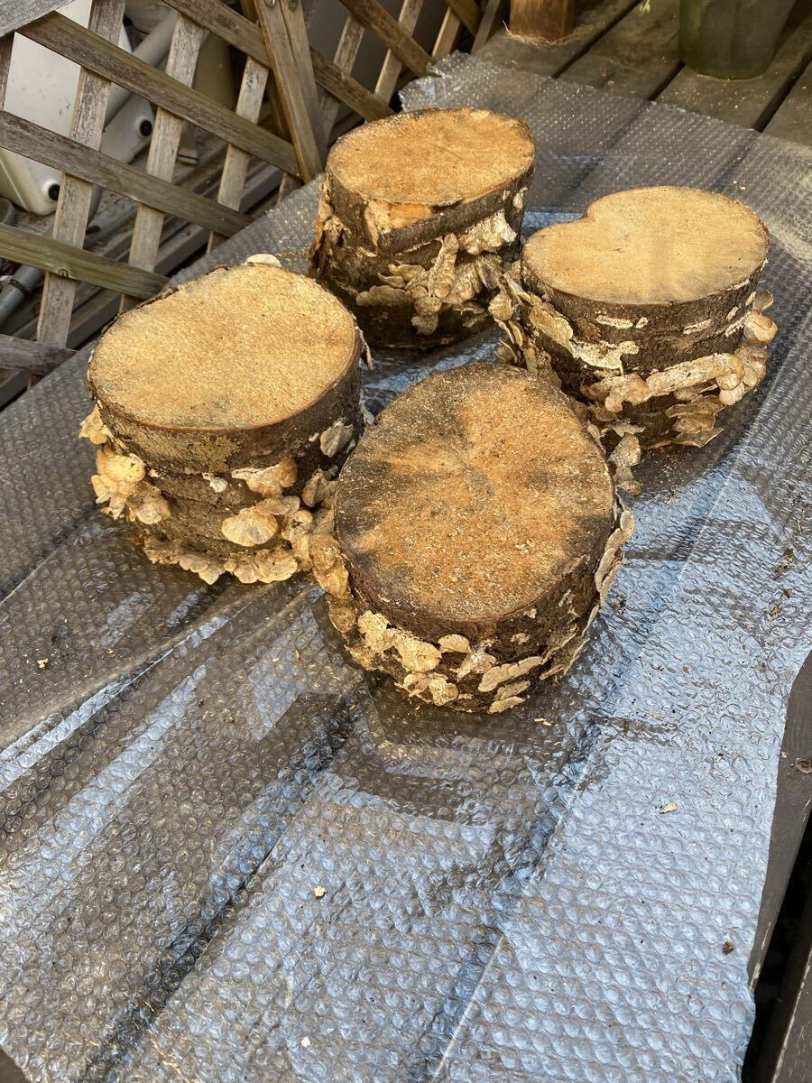 カワラ材　A_画像2