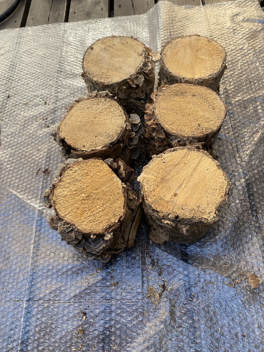 カワラ材　C_画像3