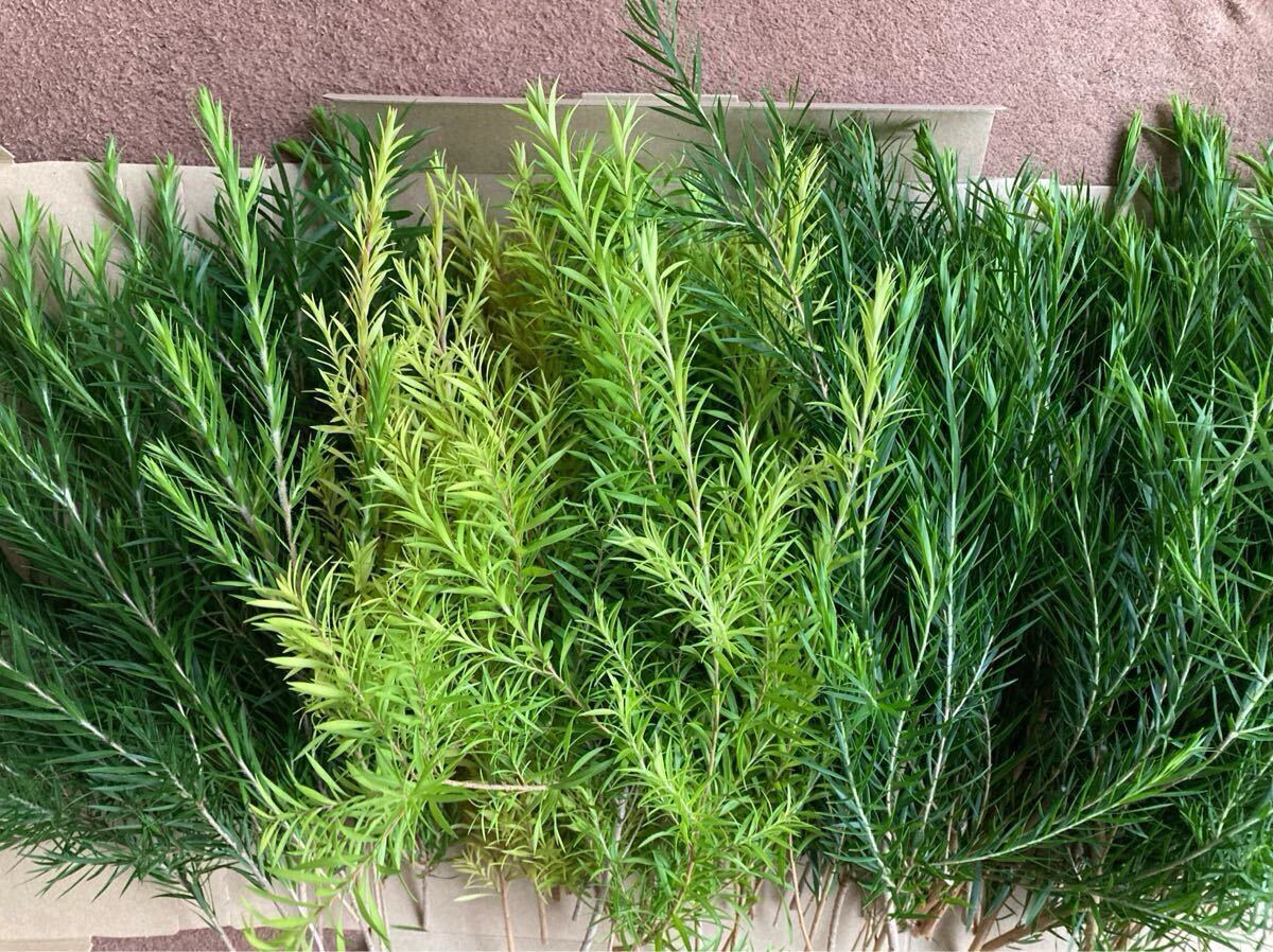 me RaRe uka snow in summer Revolution Gold чайное дерево свежий 3 вид 