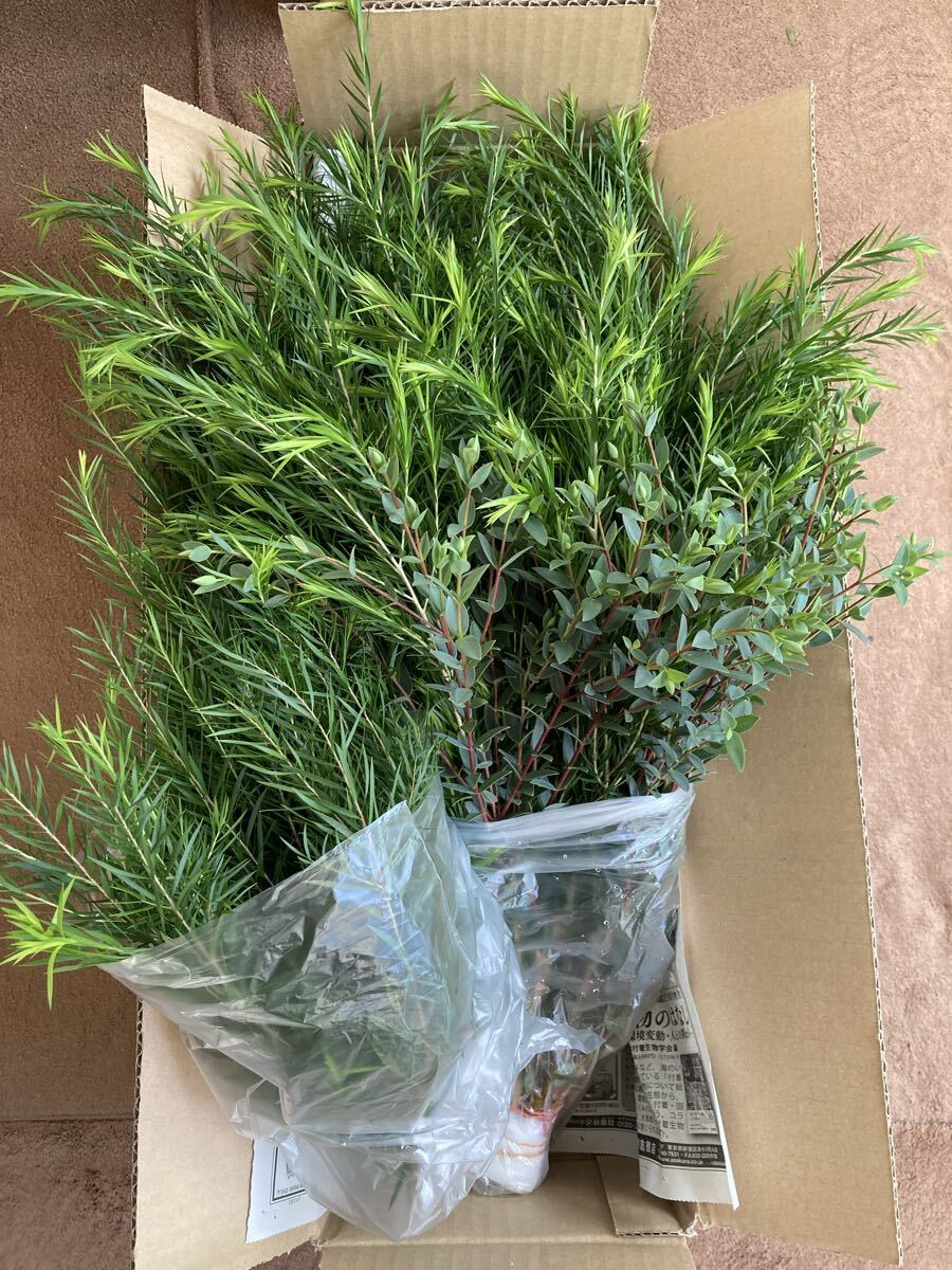 メラレウカ　ティーツリー　フレッシュ　カット枝　ロングサイズ_画像6