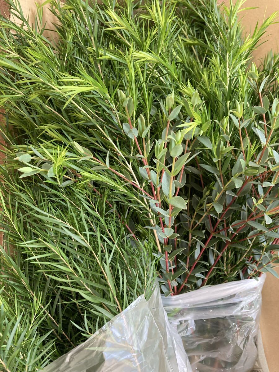 メラレウカ　ティーツリー　フレッシュ　カット枝　ロングサイズ_画像7
