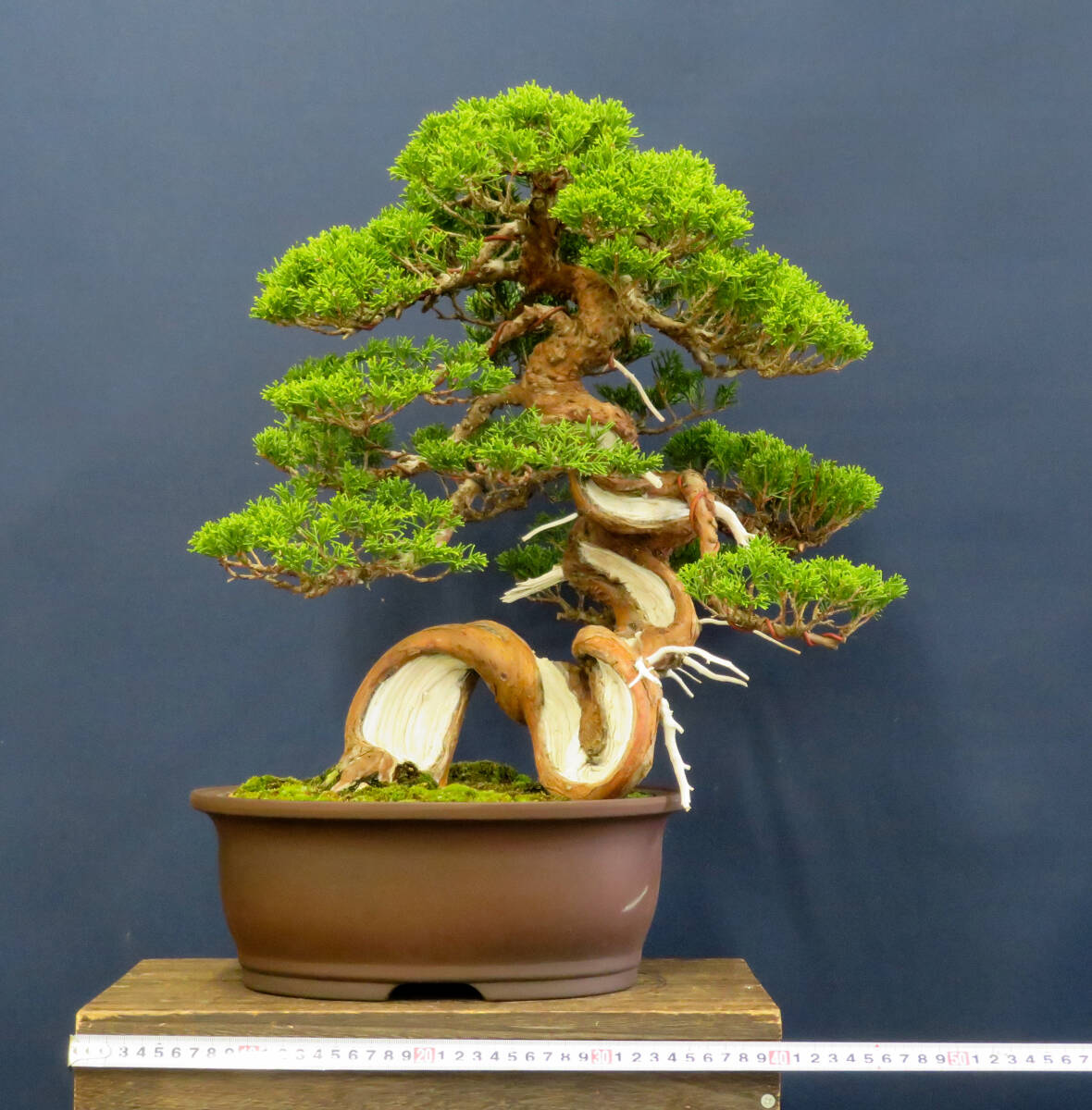 盆栽 中品 捻転 糸魚川真柏 樹高43cm_画像9