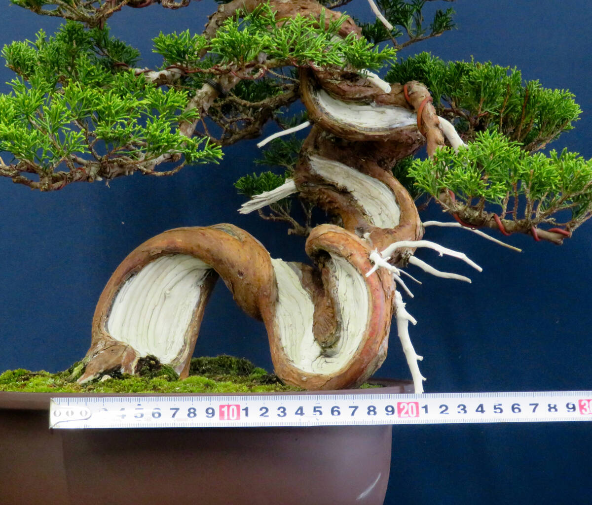 盆栽 中品 捻転 糸魚川真柏 樹高43cm_画像8