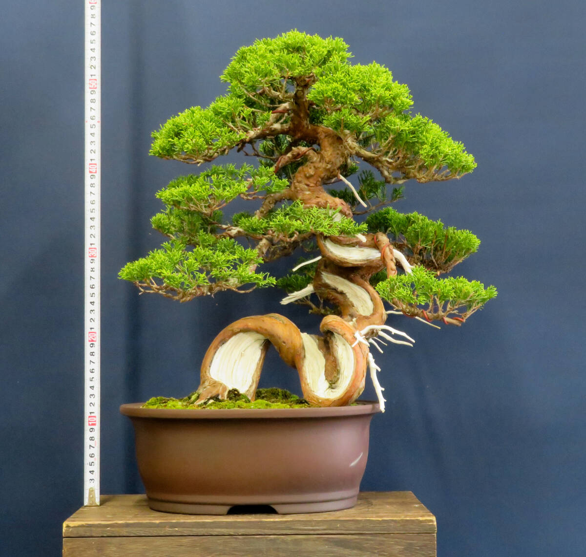 盆栽 中品 捻転 糸魚川真柏 樹高43cm_画像10