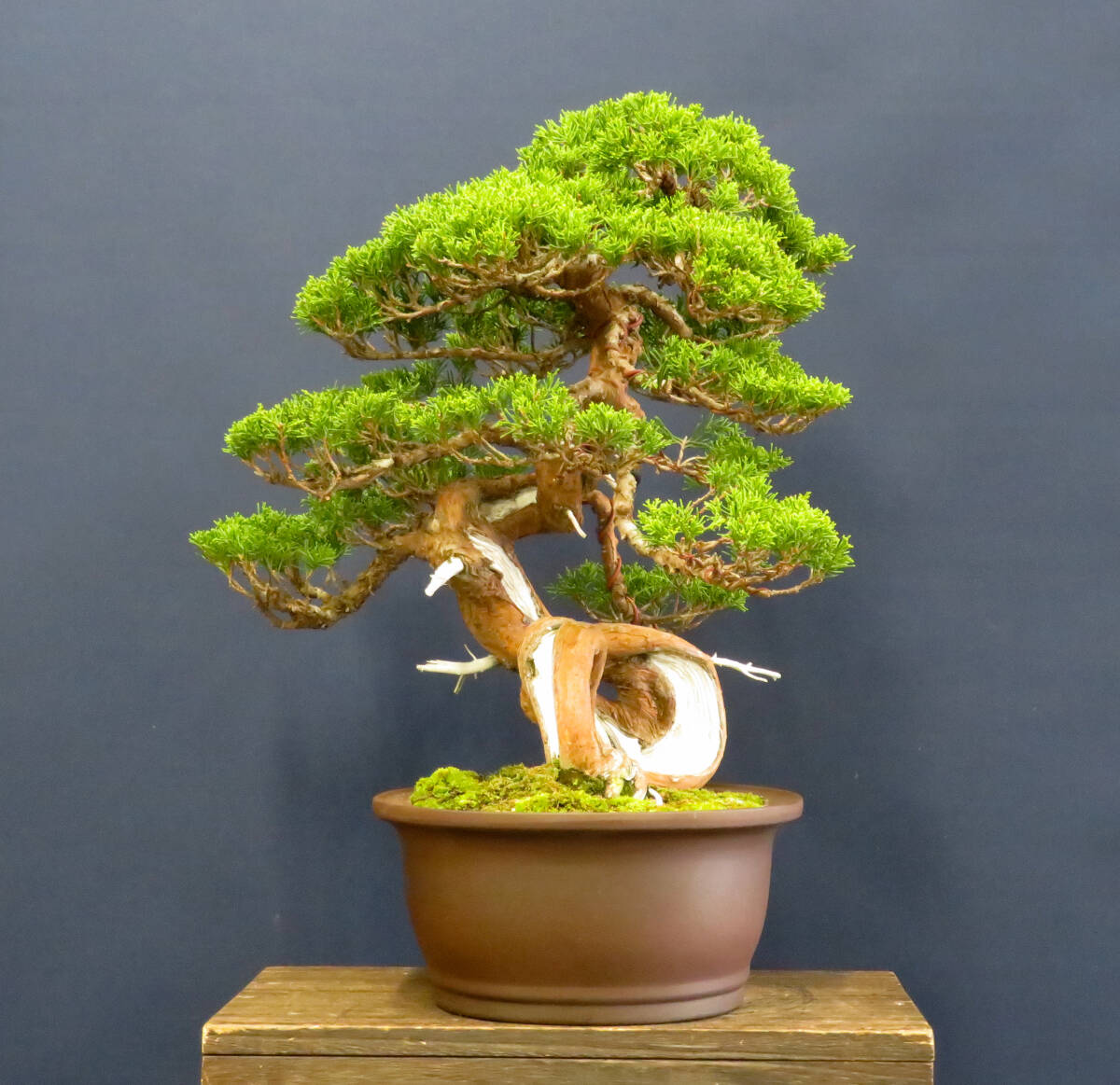 盆栽 中品 捻転 糸魚川真柏 樹高43cm_画像3