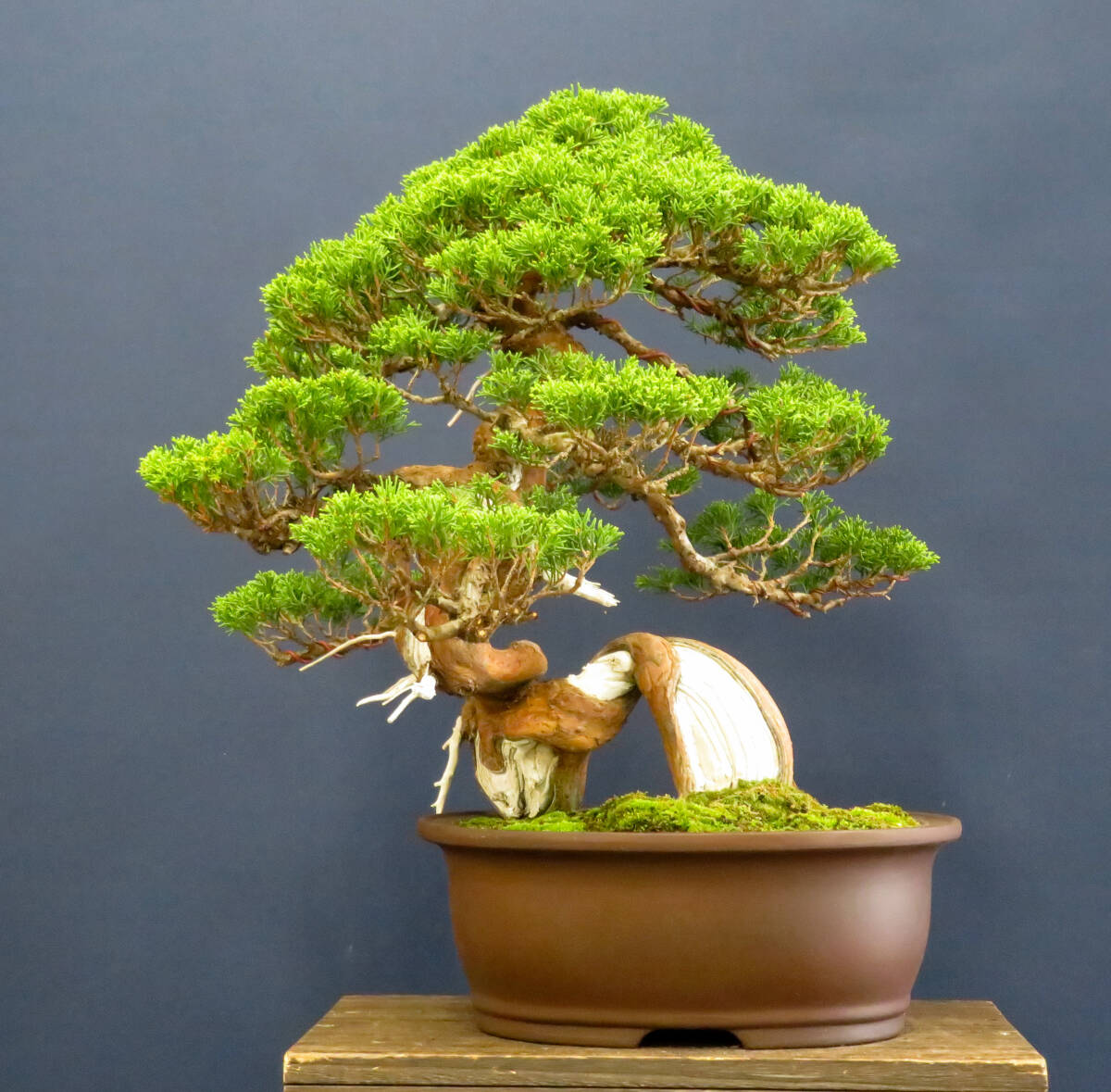 盆栽 中品 捻転 糸魚川真柏 樹高43cm_画像2