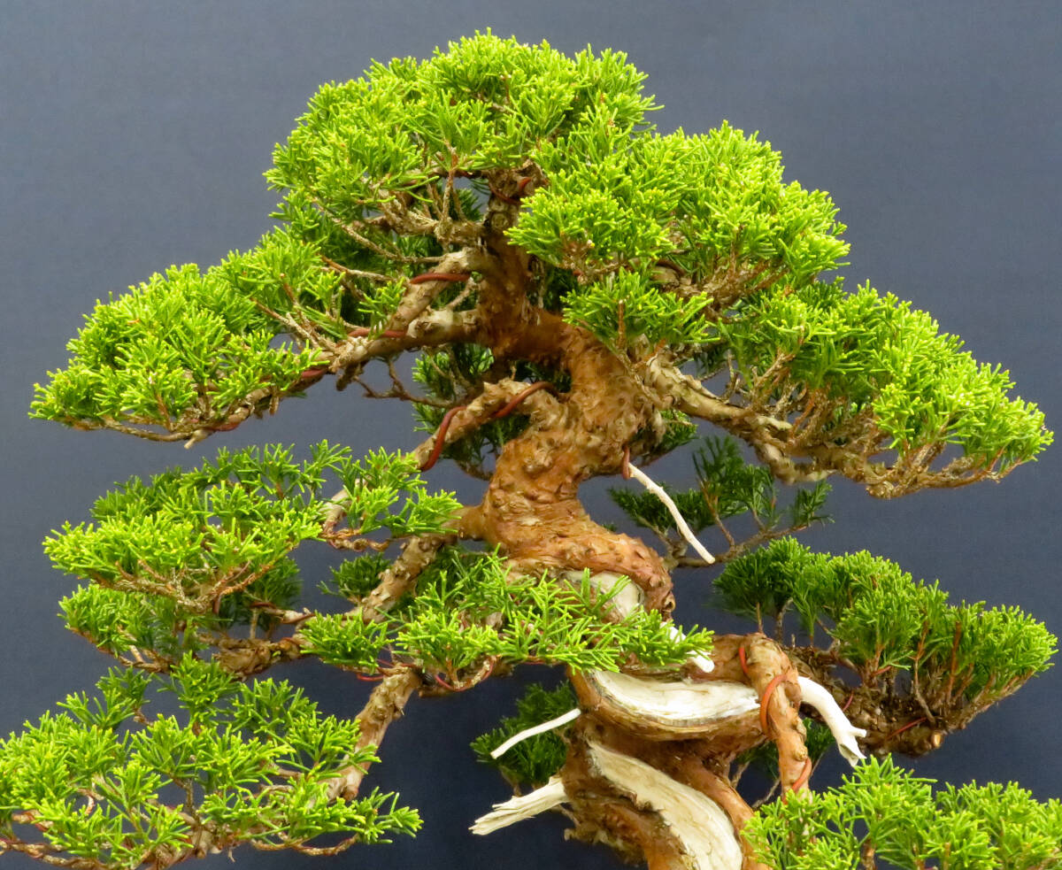 盆栽 中品 捻転 糸魚川真柏 樹高43cm_画像7