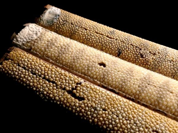  меч для много sama . размер. рисунок 3 пункт совместно общая длина : примерно 22.8cm др. . кожа шарик. большой родители . есть .. конструкция . а Вы как? осмотр : меч .[ дешево цена . departure ]k441