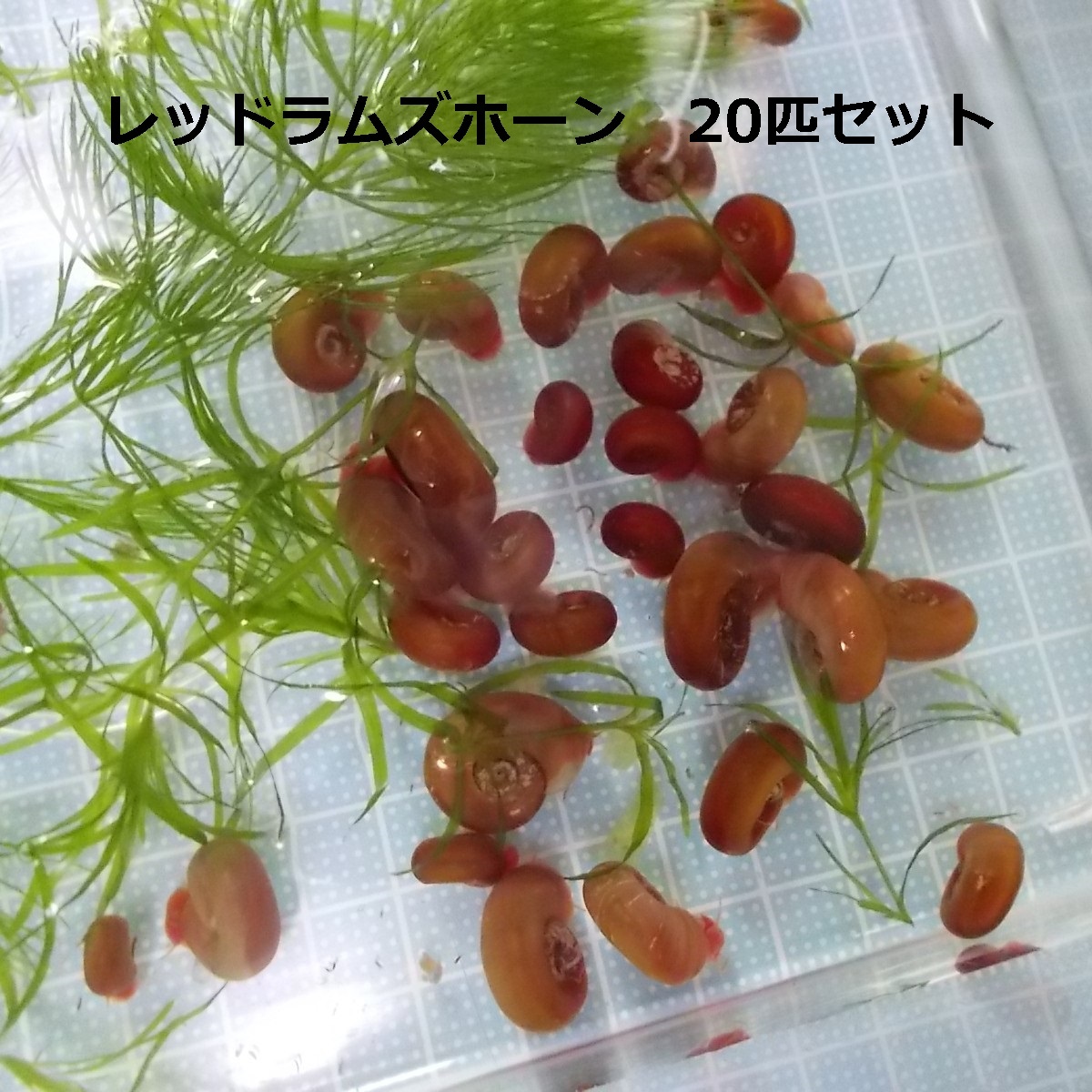 レッドラムズホーン20匹+おまけの水草入りT_画像1