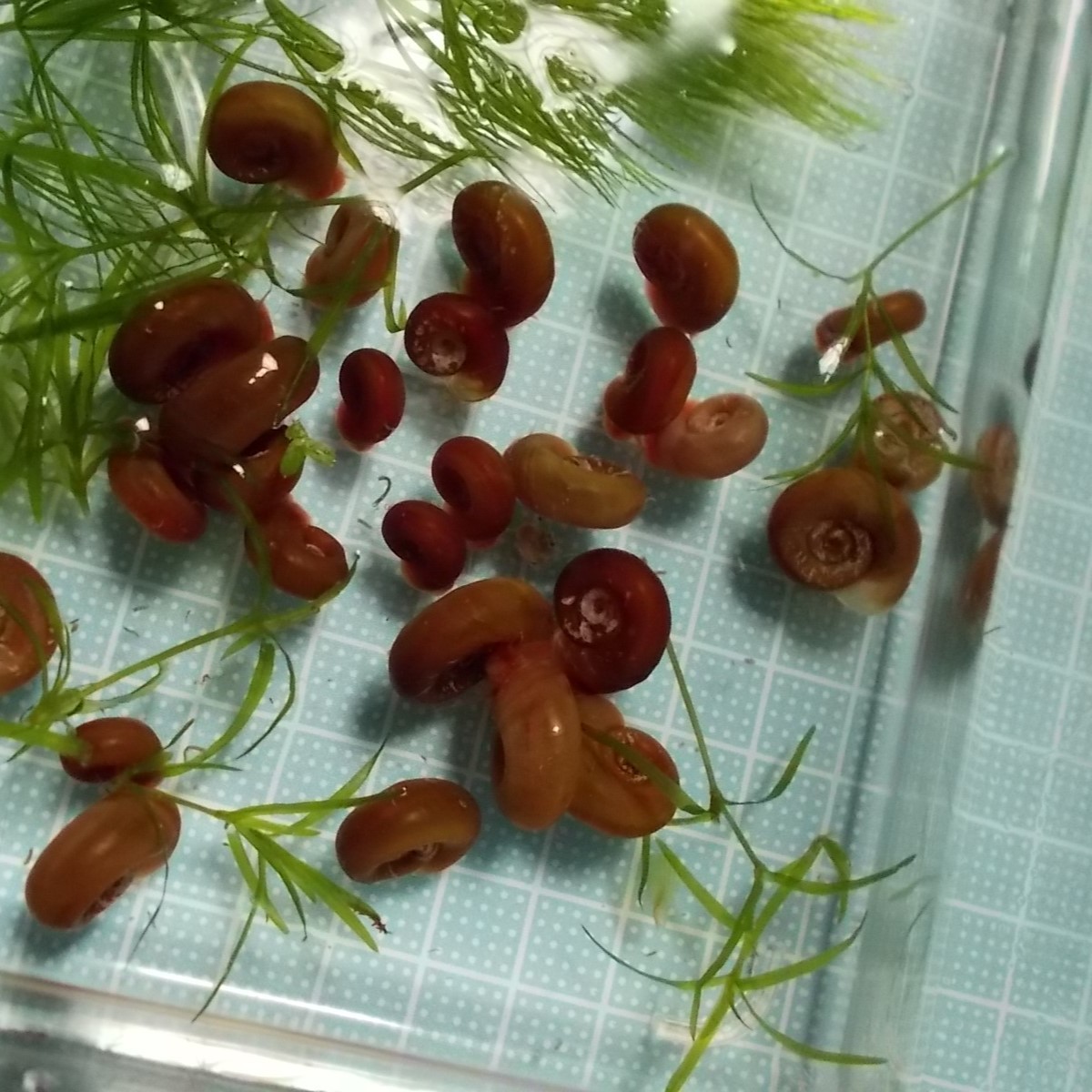 レッドラムズホーン20匹+おまけの水草入りU_画像2