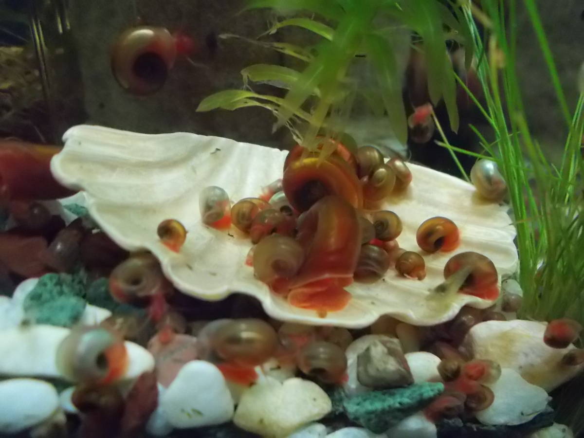 レッドラムズホーン20匹+おまけの水草入りT_画像3