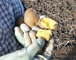 インカのめざめ お得用 5kg (サイズ無選別) 栗の様な甘いじゃがいも インカの目覚め ※只今発送中_画像5