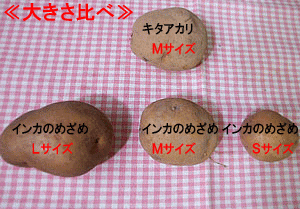 インカのめざめ お得用 5kg (サイズ無選別) 栗の様な甘いじゃがいも インカの目覚め ※只今発送中_画像8