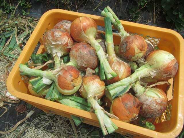 失敗知らずのプロ苗◆玉ねぎ『ケルたま』◆100本+おまけ20本程度　送料込み☆_画像3