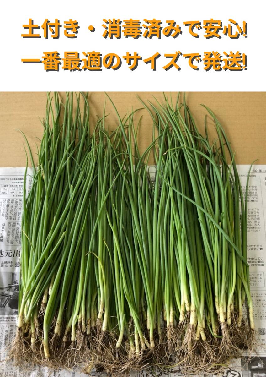 失敗知らずのプロ苗◆玉ねぎ『ケルたま』◆100本+おまけ20本程度　送料込み☆_画像2